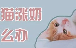 大猫涨奶怎么办