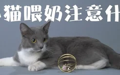 小猫喂奶注意什么