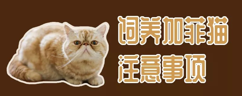 饲养加菲猫注意事项