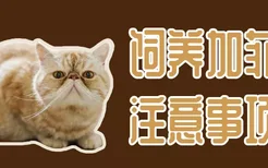 饲养加菲猫注意事项