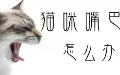 猫咪嘴巴臭怎么办