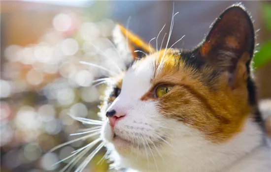 给猫增肥要注意啥 这四种食物最好不要喂食