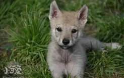 捷克狼犬怎么训练握手 捷克狼犬握手训练教程