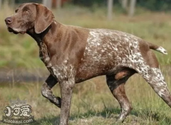 波音达猎犬怎么养 波音达猎犬饲养心得1