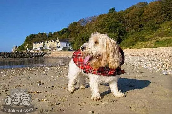 迷你贝吉格里芬凡丁犬训练教程1