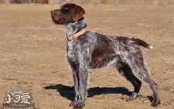 刚毛指示格里芬犬怎么梳毛 刚毛指示格里芬犬梳毛技巧