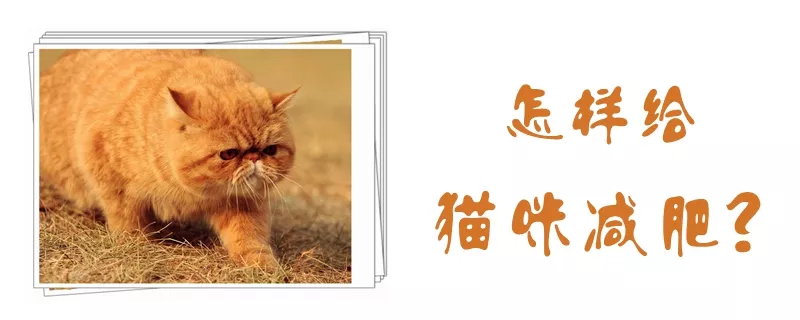 怎样给猫咪减肥