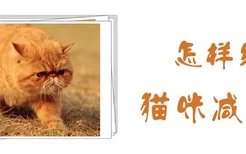 怎样给猫咪减肥