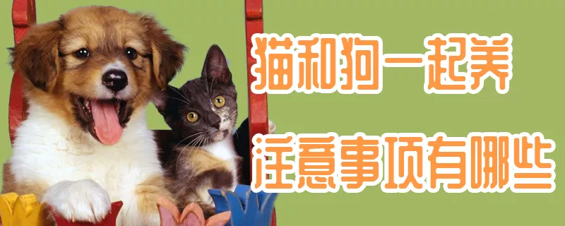 猫和狗一起养注意事项有哪些