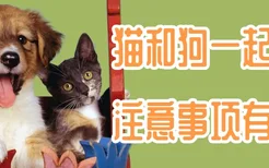 猫和狗一起养注意事项有哪些