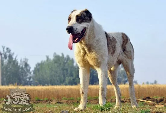 中亚牧羊犬怎么洗澡 中亚牧羊犬洗澡流程1