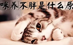 猫咪养不胖是什么原因