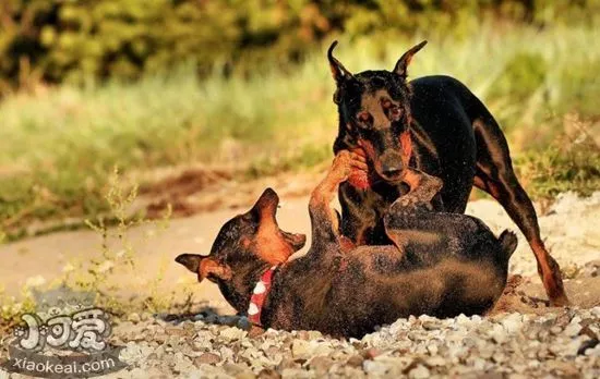 德国宾沙犬呕吐怎么回事 德国宾沙犬呕吐治疗方法