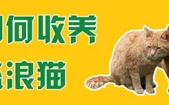 如何收养流浪猫