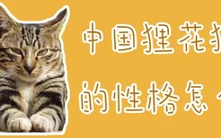 中国狸花猫的性格怎么样