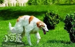 苏俄猎狼犬每天吃多少 苏俄猎狼犬食量介绍