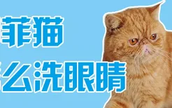 加菲猫怎么洗眼睛