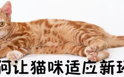 如何让猫咪适应新环境