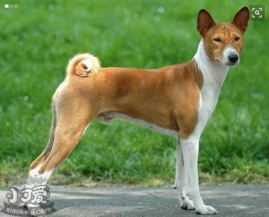 巴仙吉犬感冒吃什么药 巴仙吉犬感冒用药介绍