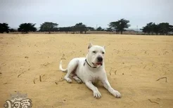 杜高犬怎么护理耳朵 杜高犬耳朵清洁方法