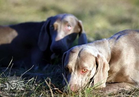 威玛猎犬怎么修剪指甲 威玛猎犬剪指甲方法1