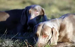 威玛猎犬怎么修剪指甲 威玛猎犬剪指甲方法