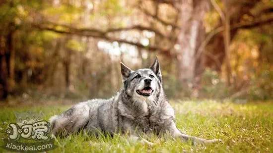  怎样喂养挪威猎鹿犬 科学喂养挪威猎鹿犬