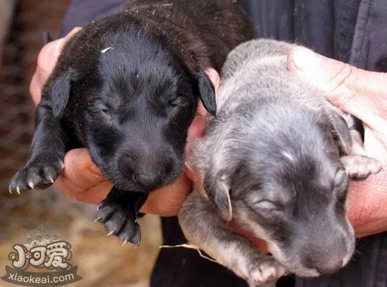 细犬狂犬病症状有哪些 中国细犬狂犬病预防治疗方法1