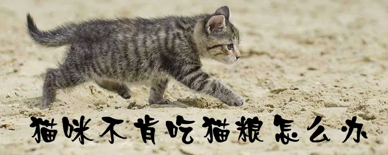 猫咪不肯吃猫粮怎么办