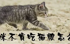 猫咪不肯吃猫粮怎么办