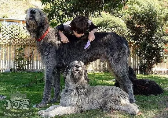 爱尔兰猎狼犬拉肚子怎么办 爱尔兰猎狼犬拉稀治疗办法1