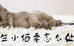 猫生小猫要怎么处理