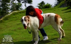 中亚牧羊犬吃什么狗粮好 中亚牧羊犬狗粮选择推荐