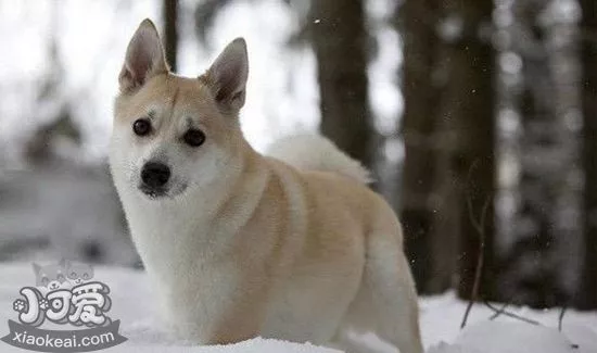 怎么训练挪威布哈德犬看家 挪威布哈德犬看家训练