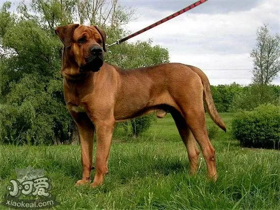 日本土佐犬怎么养 日本土佐犬饲养心得1