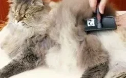 长毛猫怎么打理 长毛猫的猫需要精心呵护