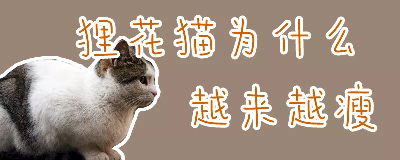 狸花猫为什么越来越瘦