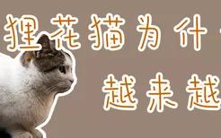 狸花猫为什么越来越瘦