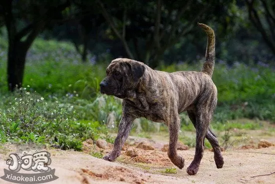 加纳利幼犬玩具怎么选 西班牙加纳利犬玩具选择推荐1