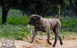 加纳利幼犬玩具怎么选 西班牙加纳利犬玩具选择推荐