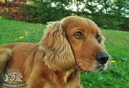 美国可卡犬鼻子干怎么办 美国可卡犬鼻子干处理方法1