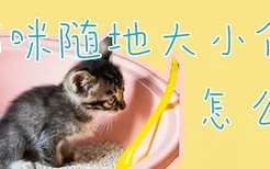 猫咪随地大小便怎么办