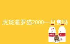 虎斑暹罗猫2000一只贵吗