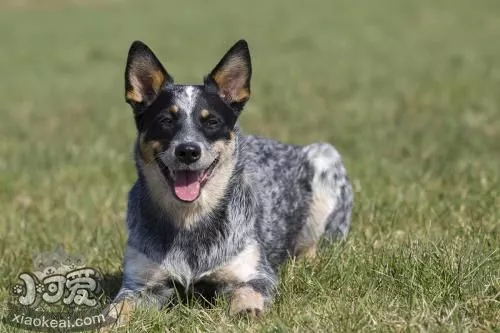 澳大利亚牧牛犬有皮屑怎么治疗