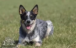 澳大利亚牧牛犬有皮屑怎么治疗