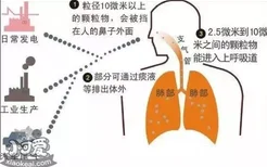 猫毛会吸进肺里吗 长期撸猫导致肺癌究竟是真是假