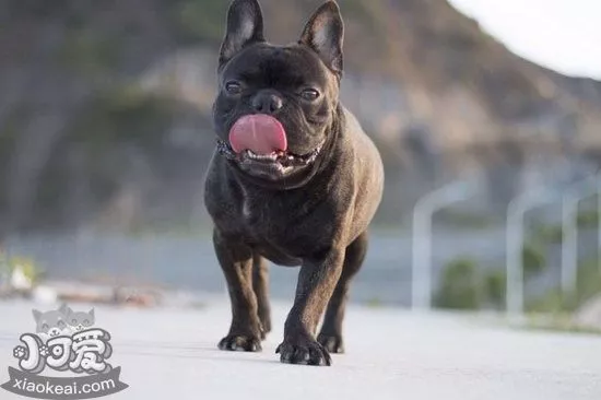 法斗不能吃的食物有哪些 法国斗牛犬不能吃的食物大全1