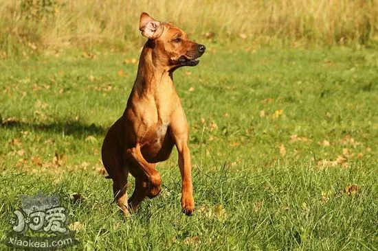 罗得西亚脊背犬吃什么狗粮 猎狮犬自制狗粮制作方法