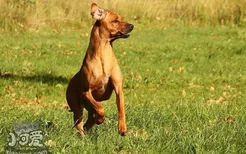 罗得西亚脊背犬吃什么狗粮 猎狮犬自制狗粮制作方法