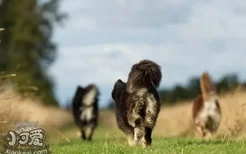 芬兰拉普猎犬怎么训练 芬兰拉普猎犬训练技巧